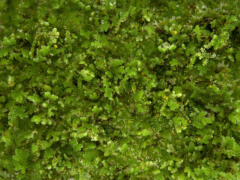 Christmas Moss aka Xmas Moss (Vesicularia montagnei), Loose Portion