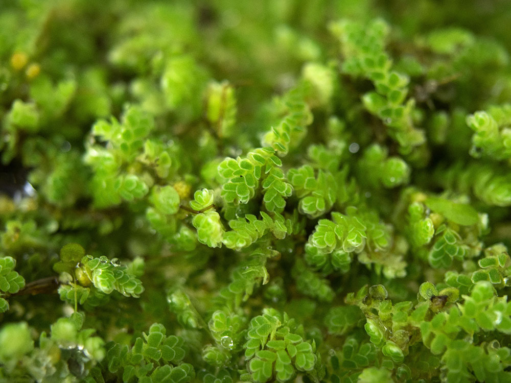 Mosquito Fern AKA Fairy Moss (Azolla caroliniana)