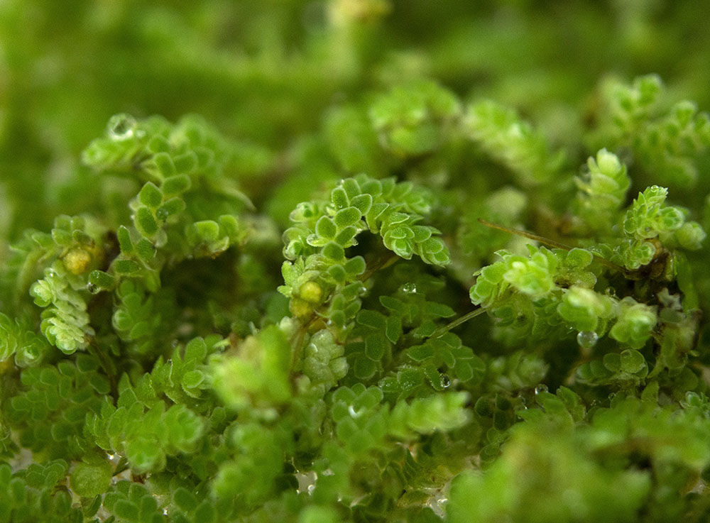 Mosquito Fern AKA Fairy Moss (Azolla caroliniana)