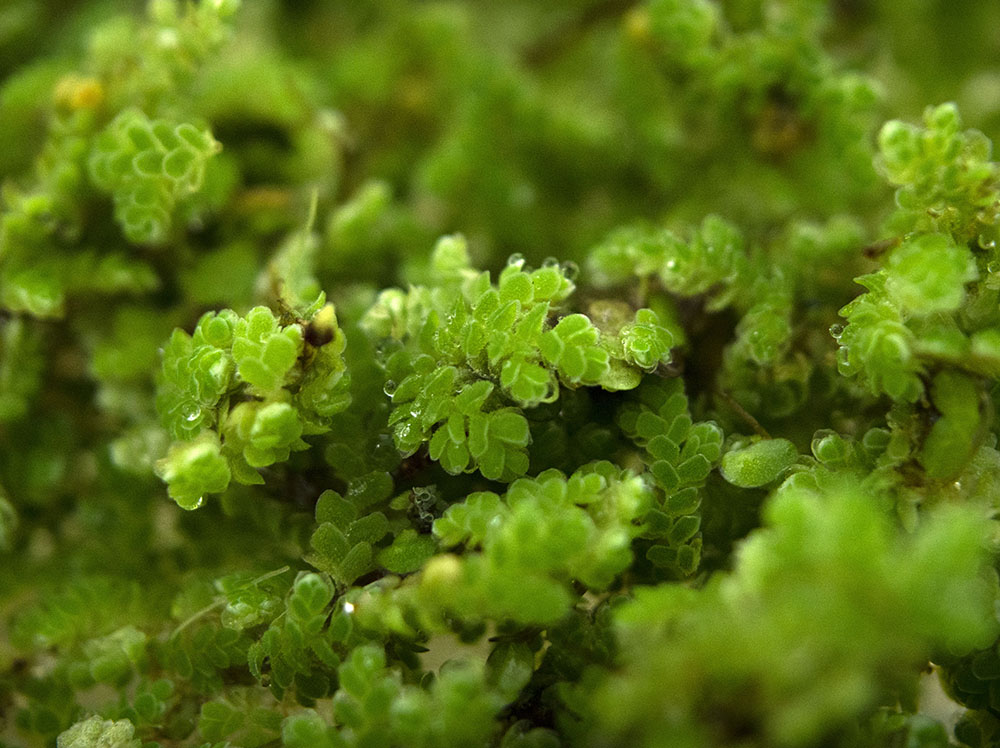 Mosquito Fern AKA Fairy Moss (Azolla caroliniana)