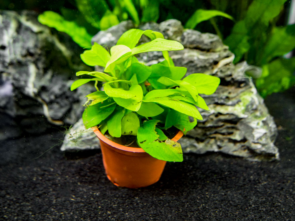 B-Grade Anubias, Assorted (Anubias sp.)