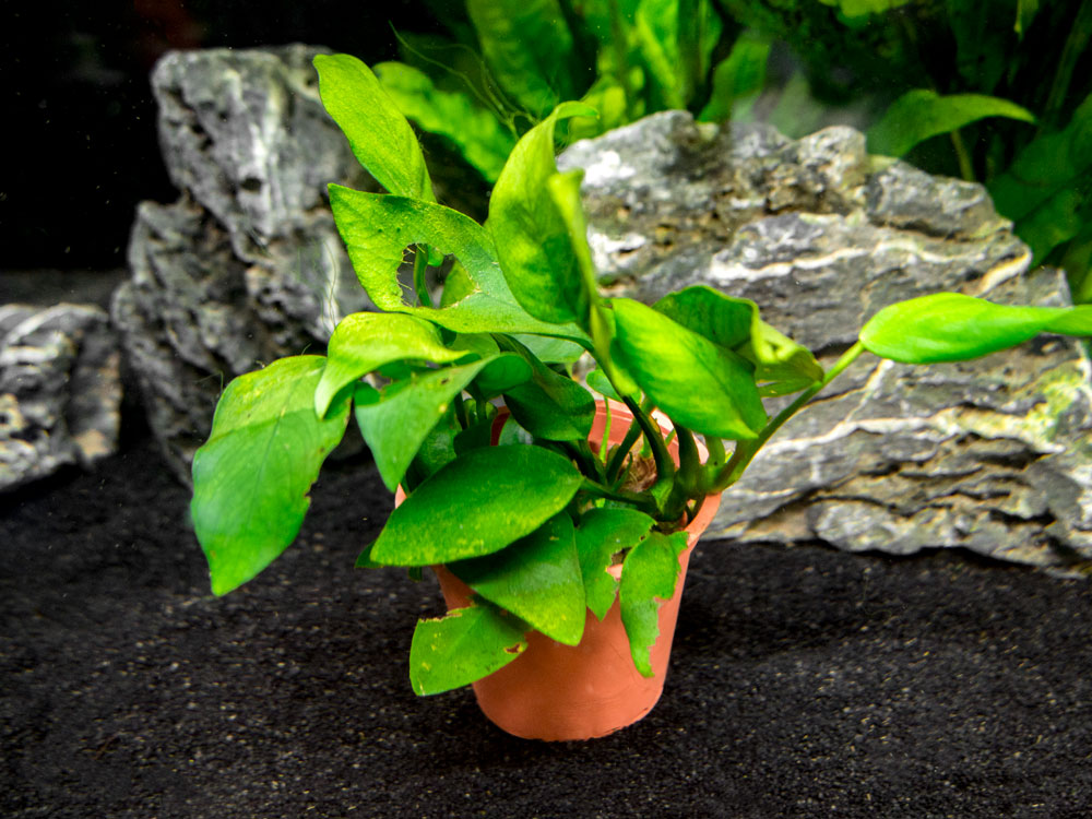 B-Grade Anubias, Assorted (Anubias sp.)