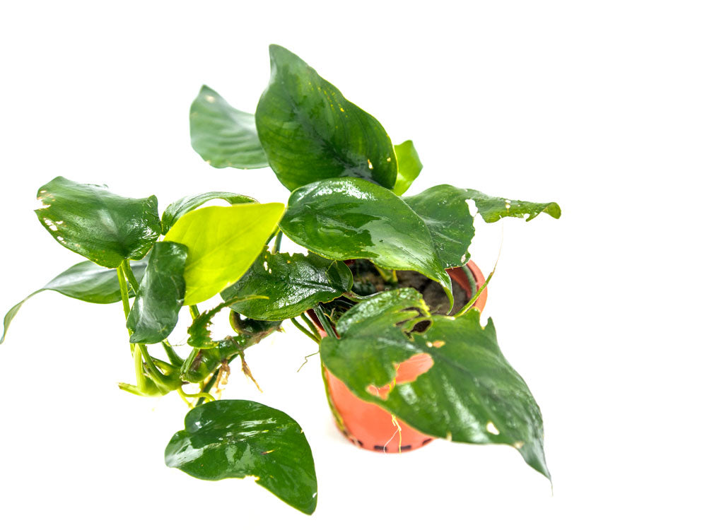 B-Grade Anubias, Assorted (Anubias sp.)