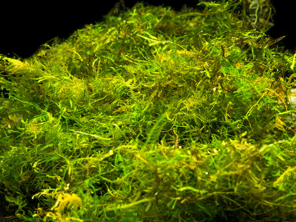 Java Moss Plante vivante mousse de Java Vesicularia Dubyana 10 g