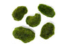 Marimo Moss Pieces (0.5-1.5