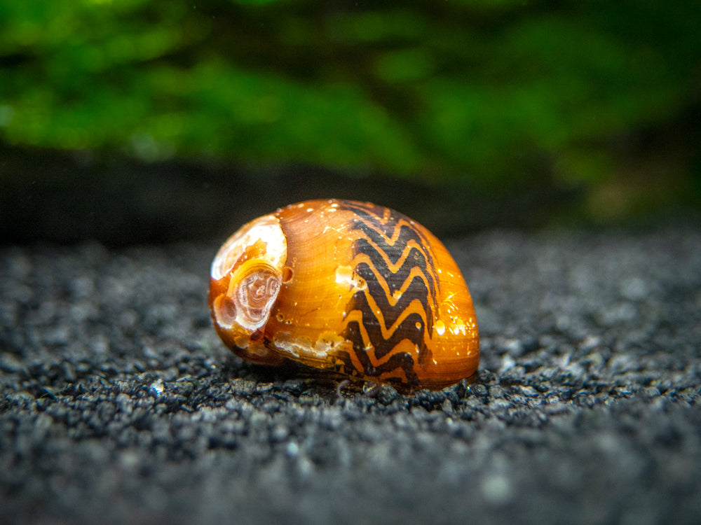 B-Grade Nerite Snails - Assorted Species, Colors, and Patterns!