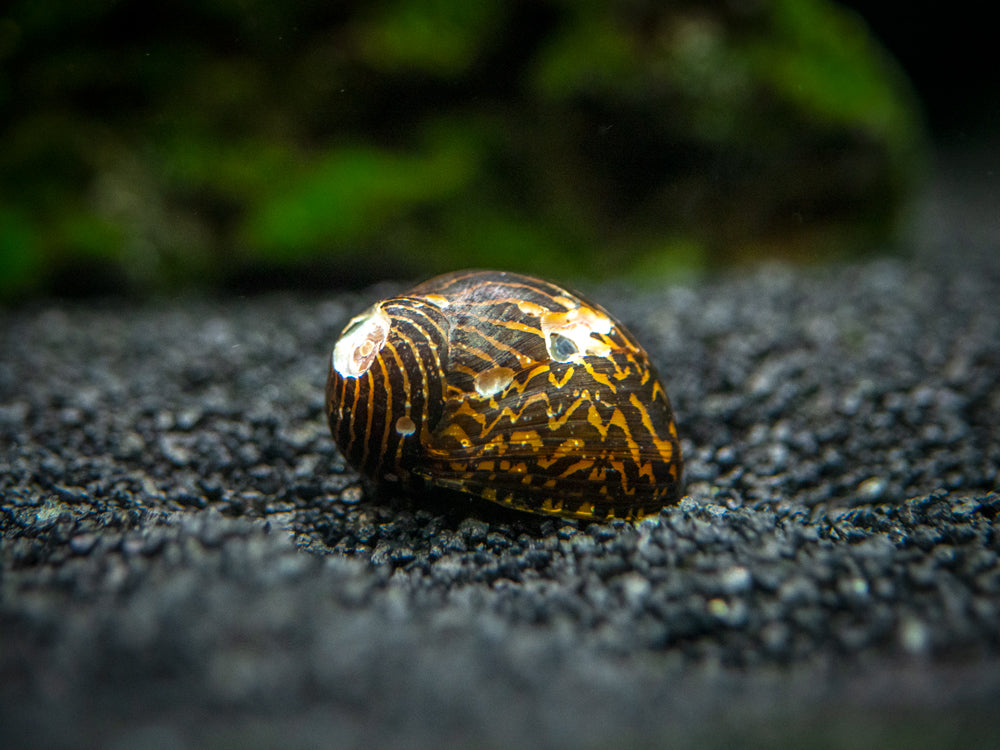 B-Grade Nerite Snails - Assorted Species, Colors, and Patterns!