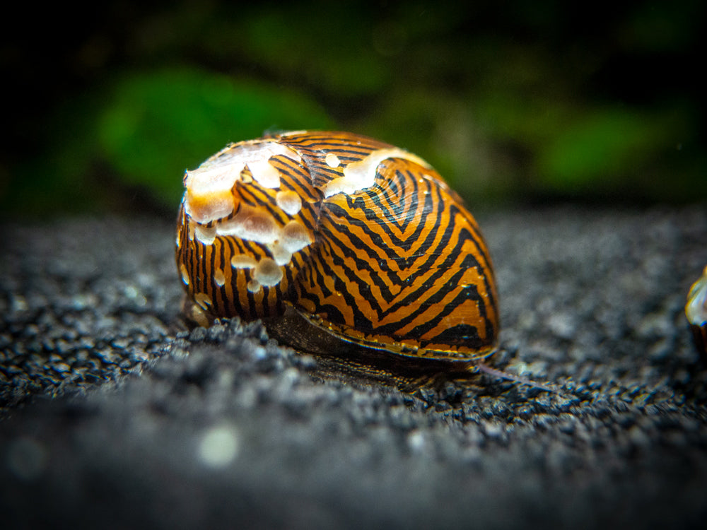 B-Grade Nerite Snails - Assorted Species, Colors, and Patterns!