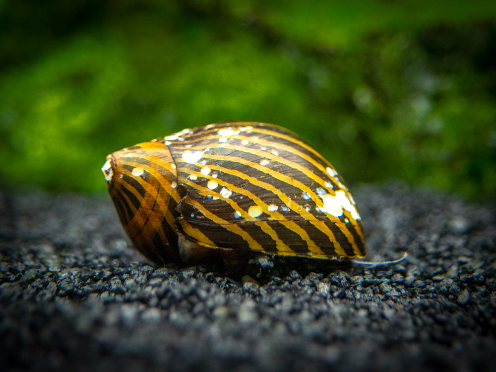 B-Grade Nerite Snails - Assorted Species, Colors, and Patterns!