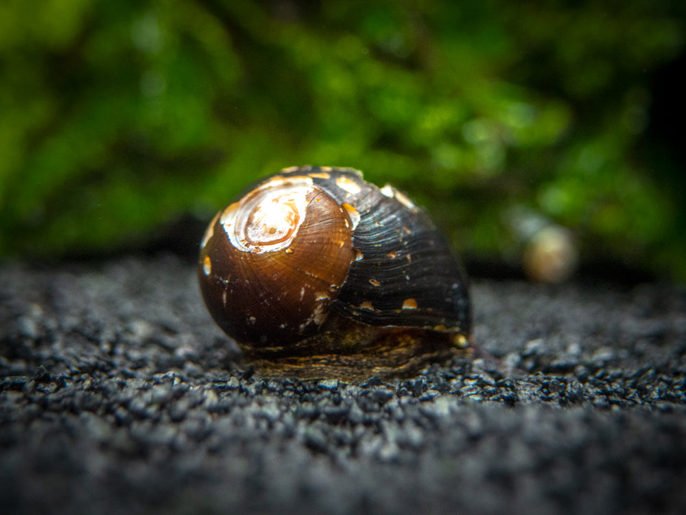 B-Grade Nerite Snails - Assorted Species, Colors, and Patterns!