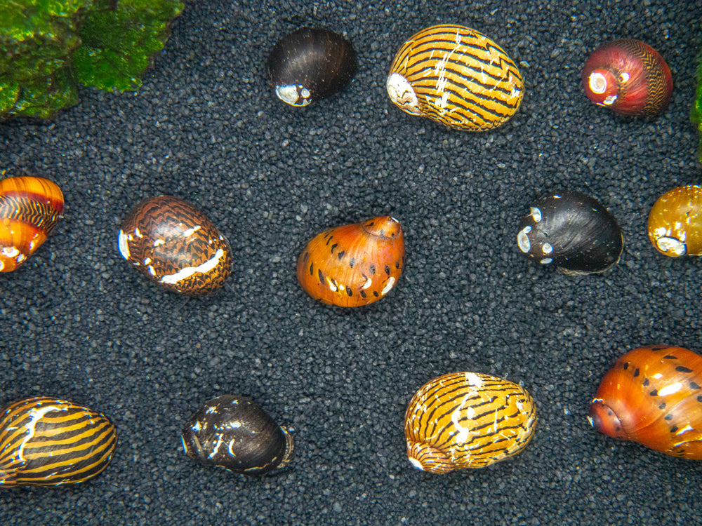 Assorted B-Grade Nerite Snails (Neritina/Neritodryas sp.)