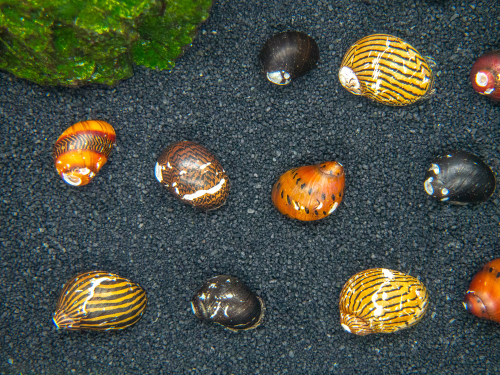 B-Grade Nerite Snails - Assorted Species, Colors, and Patterns!