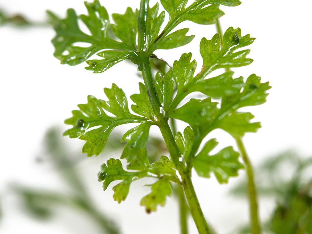 Baby Leaf Bolbitis (Bolbitis heteroclita difformis)