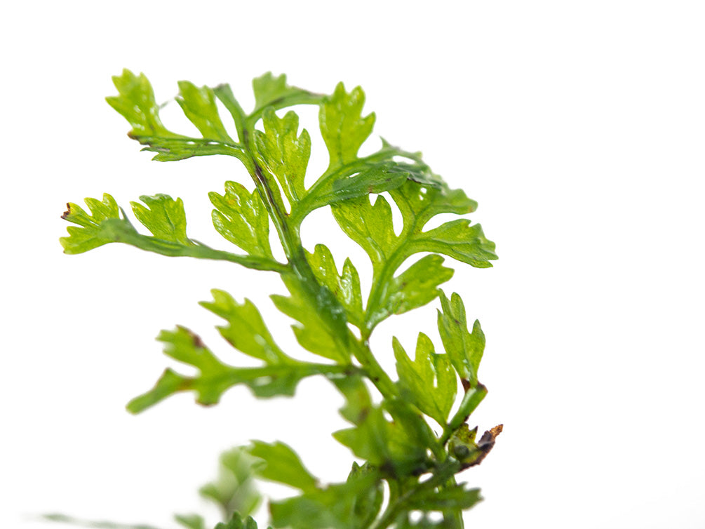 Baby Leaf Bolbitis (Bolbitis heteroclita difformis)