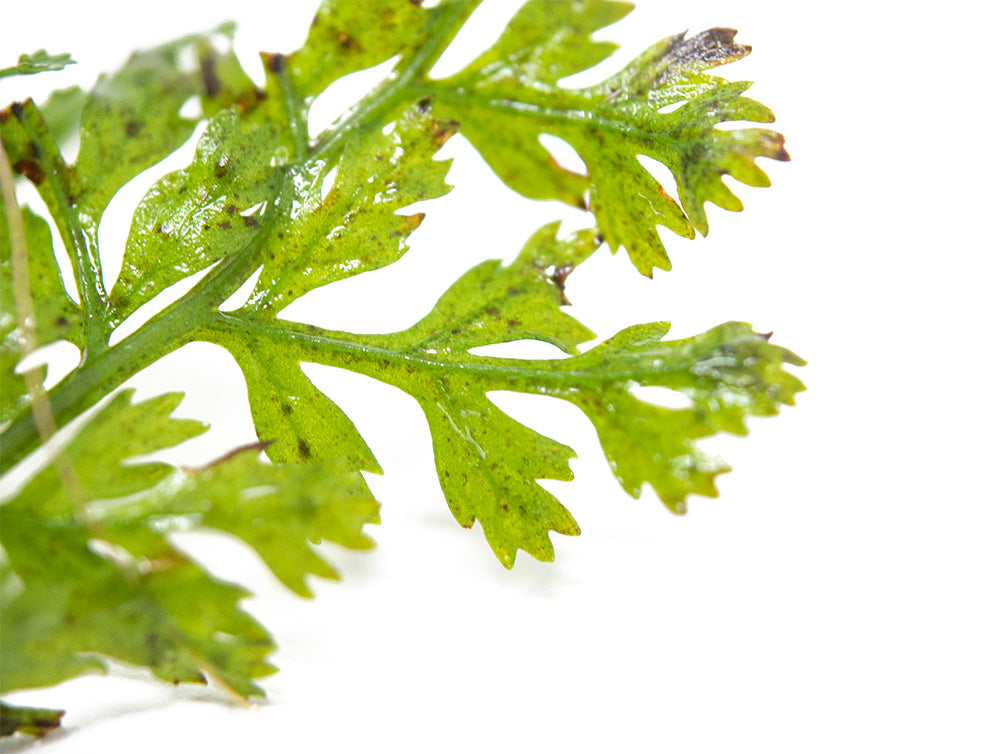 Baby Leaf Bolbitis (Bolbitis heteroclita difformis)