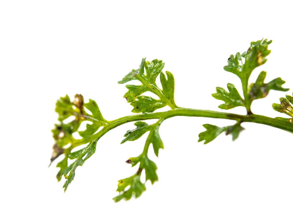 Baby Leaf Bolbitis (Bolbitis heteroclita difformis)