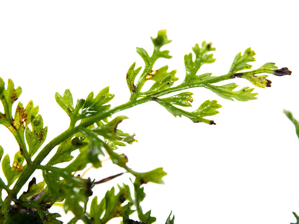 Baby Leaf Bolbitis (Bolbitis heteroclita difformis)