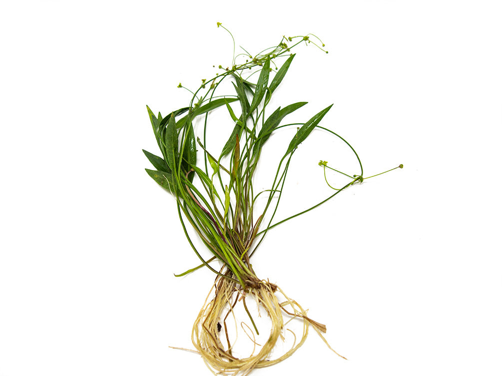 Bolivian Chain Sword (Helanthium bolivianus "Quadricostatus"), Bare Root