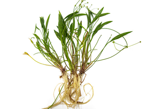 Hairgrass AKA Needle or Least Spikerush (Eleocharis acicularis) Tissue Culture