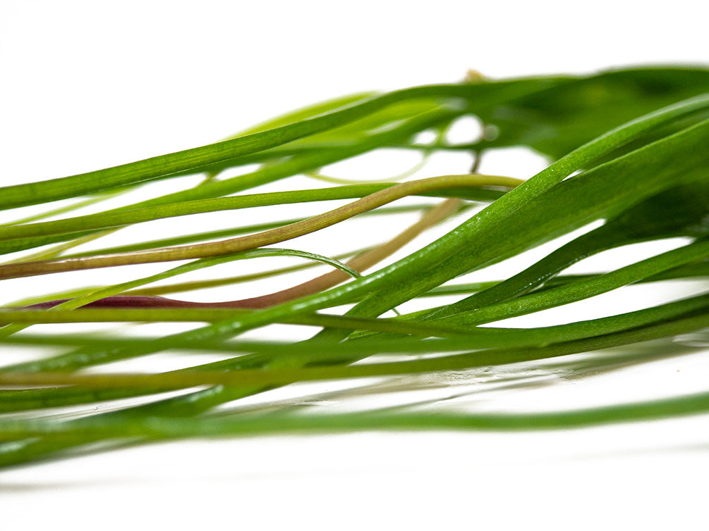 Bolivian Chain Sword (Helanthium bolivianus "Quadricostatus"), Bare Root