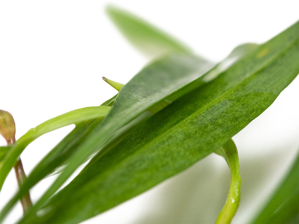 Bolivian Chain Sword (Helanthium bolivianus "Quadricostatus"), Bare Root