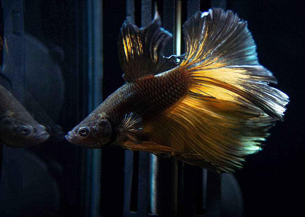 Assorted Black Mustard Gas Halfmoon Betta (Betta splendens) - Tank-Bred!