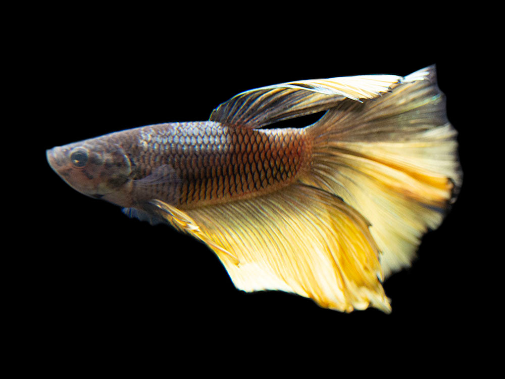 Assorted Black Mustard Gas Halfmoon Betta (Betta splendens) - Tank-Bred!