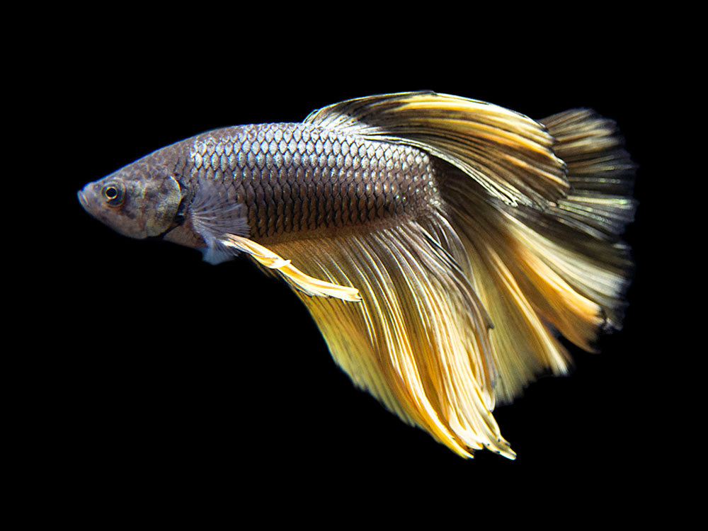 Assorted Black Mustard Gas Halfmoon Betta (Betta splendens) - Tank-Bred!