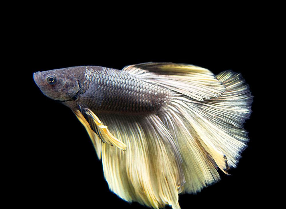 Assorted Black Mustard Gas Halfmoon Betta (Betta splendens) - Tank-Bred!