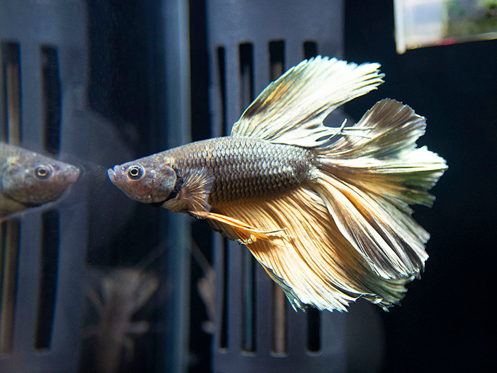 Assorted Black Mustard Gas Halfmoon Betta (Betta splendens) - Tank-Bred!