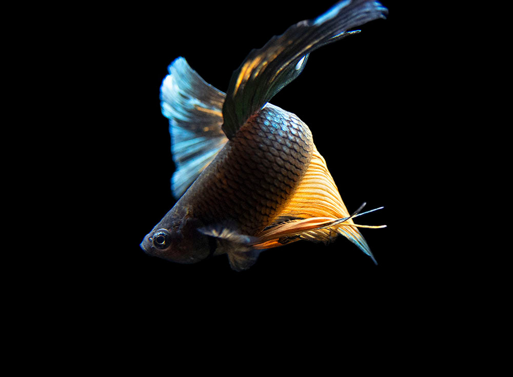 Assorted Black Mustard Gas Halfmoon Betta (Betta splendens) - Tank-Bred!