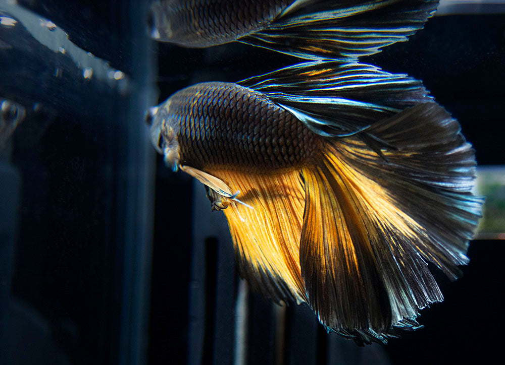 Assorted Black Mustard Gas Halfmoon Betta (Betta splendens) - Tank-Bred!