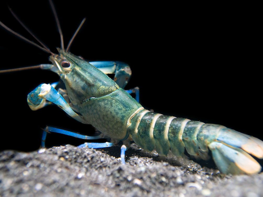 Snakeskin Blue Moon Crayfish (Cherax boesemani "Snakeskin Blue Moon")