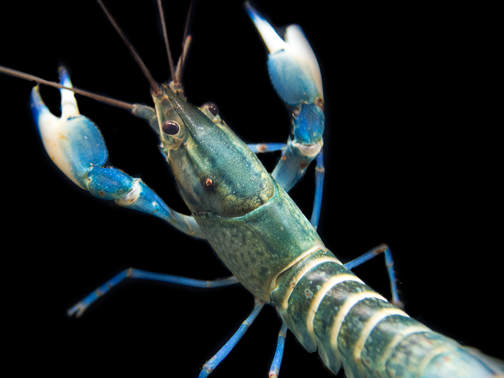 Snakeskin Blue Moon Crayfish (Cherax boesemani "Snakeskin Blue Moon")