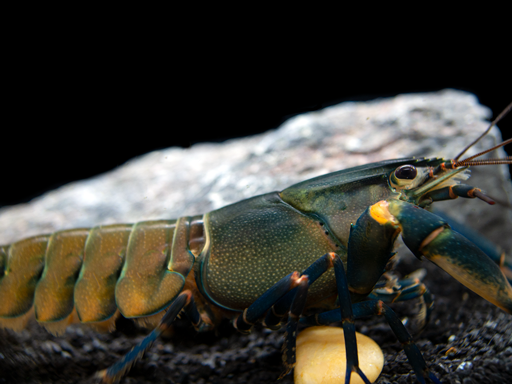 Tricolor Blue Moon Crayfish (Cherax boesemani) - Aquatic Arts on sale ...