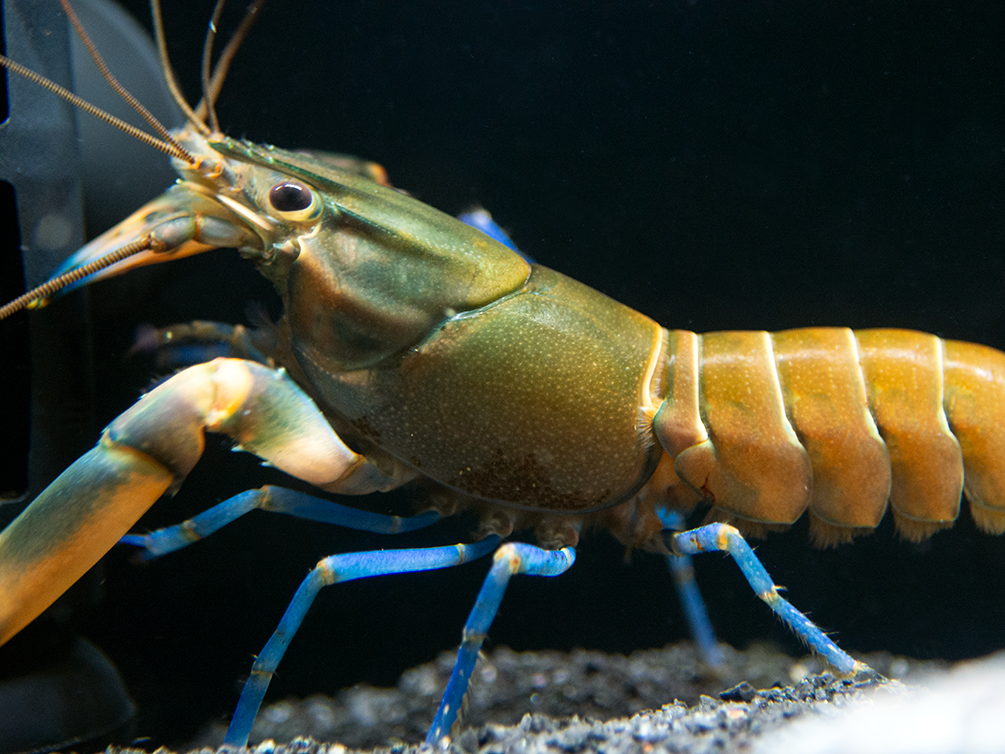 Tricolor Blue Moon Crayfish (Cherax boesemani) - Aquatic Arts on sale ...