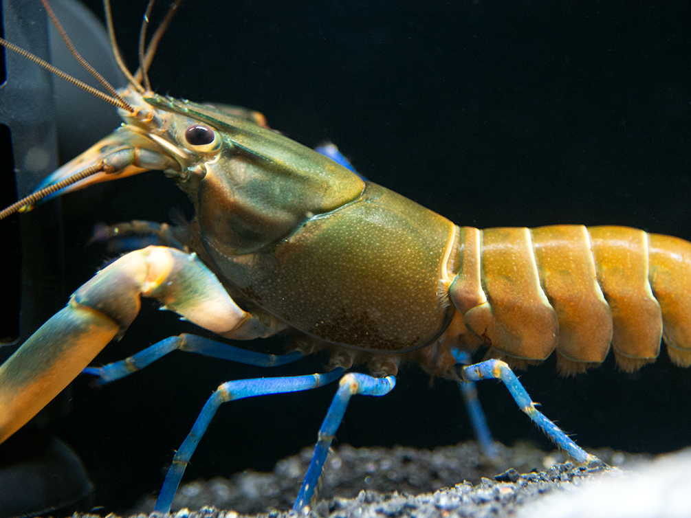 Tricolor Blue Moon Crayfish (Cherax boesemani)