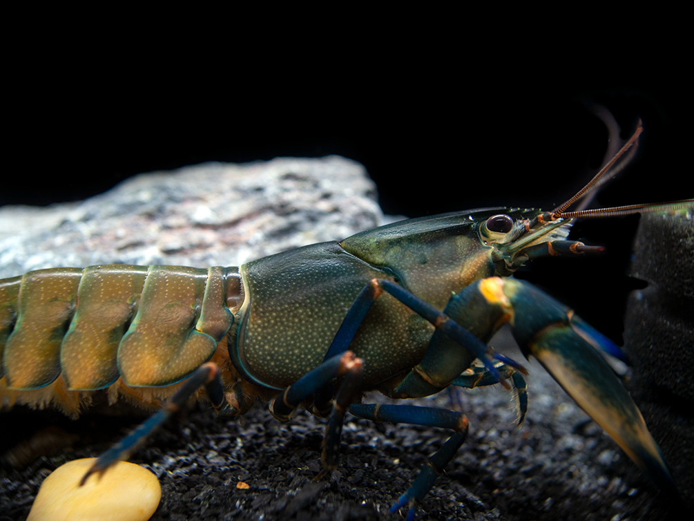 Tricolor Blue Moon Crayfish (Cherax boesemani)