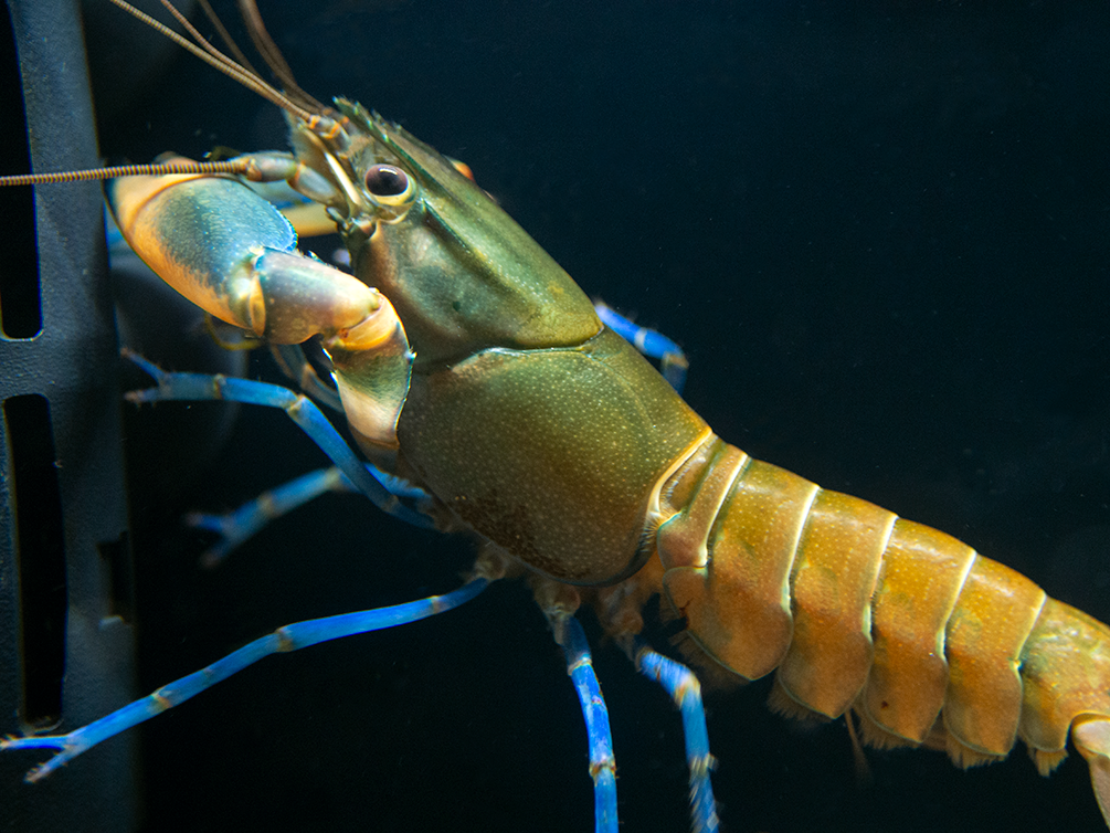 Tricolor Blue Moon Crayfish (Cherax boesemani)