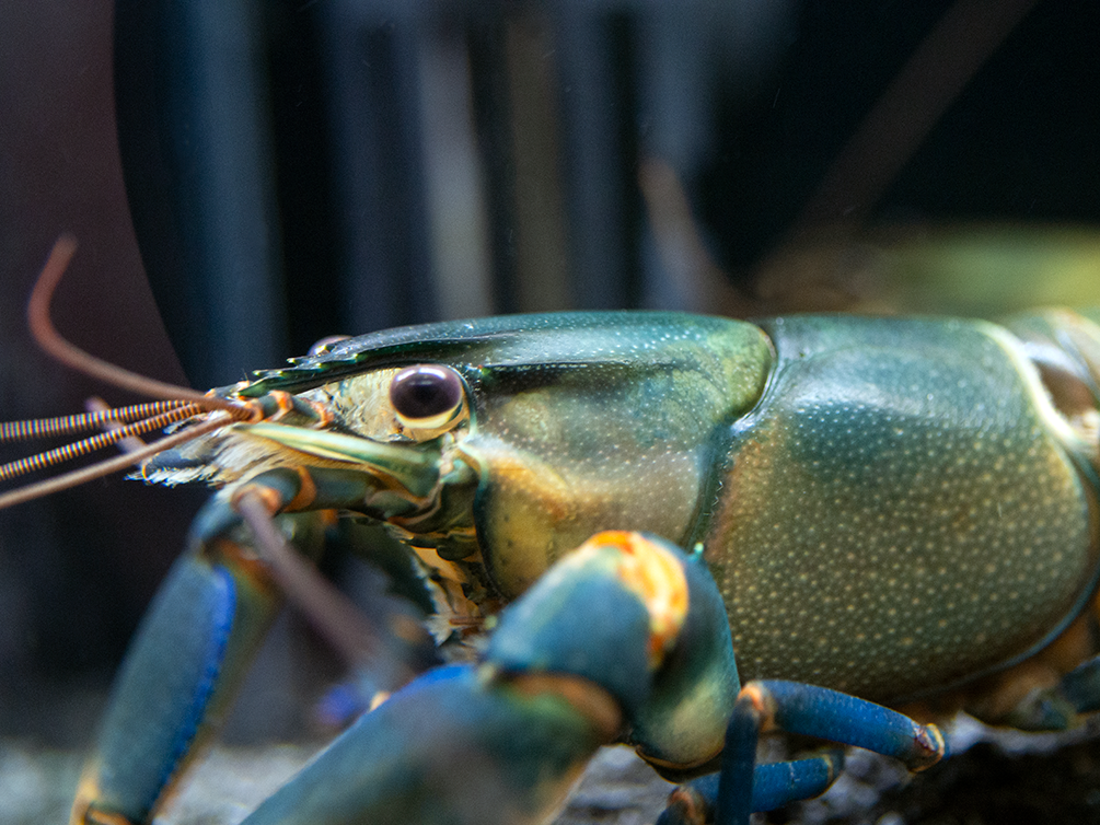 Tricolor Blue Moon Crayfish (Cherax boesemani) - Aquatic Arts on sale ...