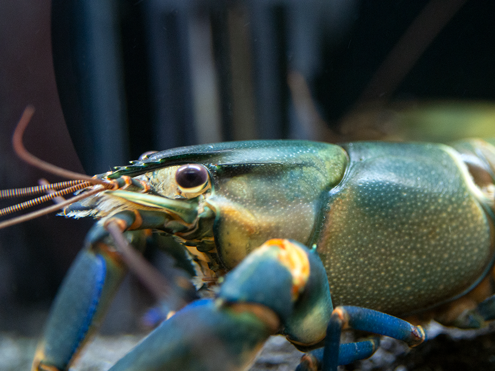 Tricolor Blue Moon Crayfish (Cherax boesemani)