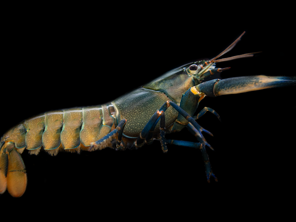 Tricolor Blue Moon Crayfish (Cherax boesemani)