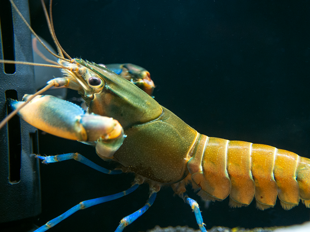 Tricolor Blue Moon Crayfish (Cherax boesemani)