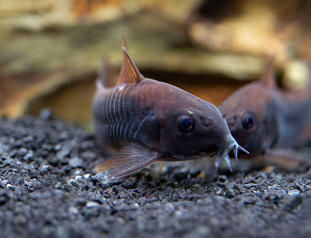 Black Venezuela Cory Catfish (Corydoras schultzei), Tank-Bred