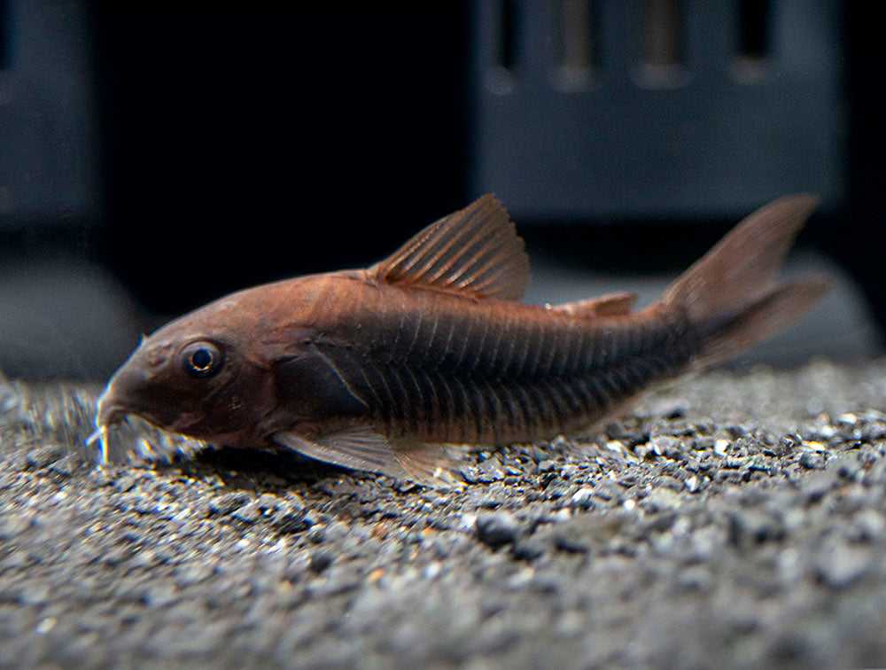 Black Venezuela Cory Catfish (Corydoras schultzei), Tank-Bred