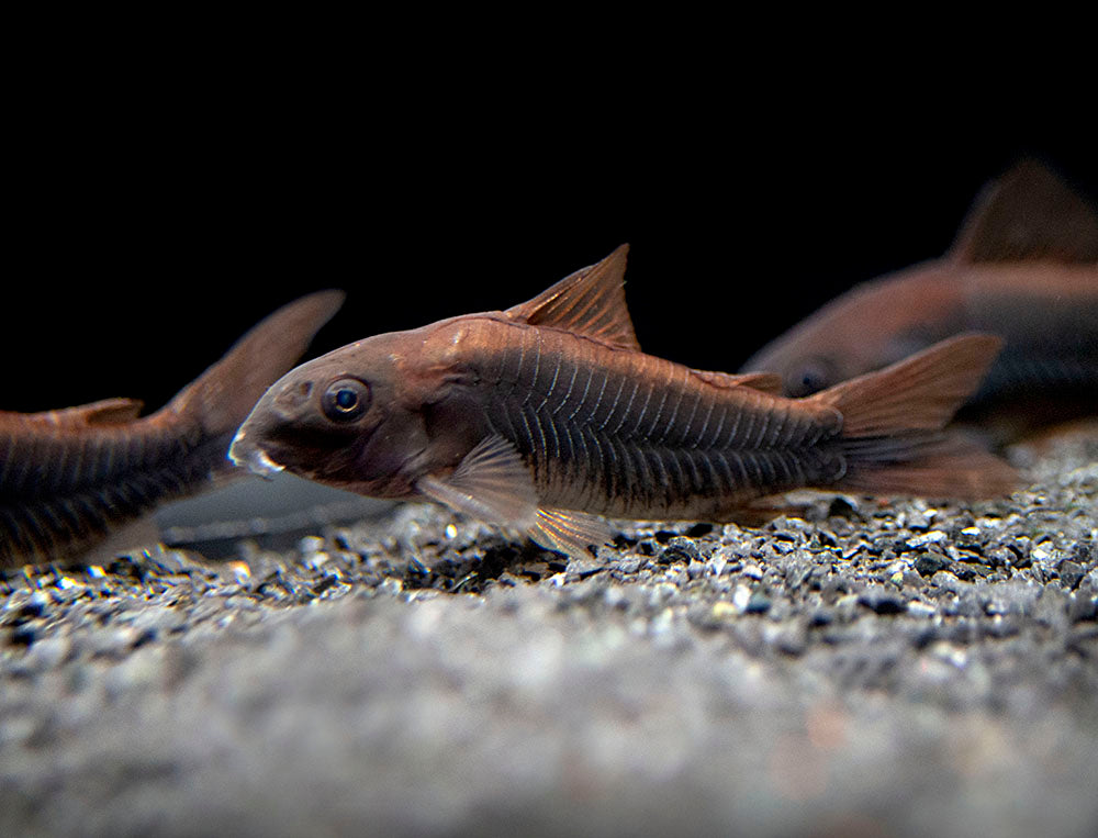 Image of a Black Venezuela Cory Catfish (Corydoras schultzei) fish, a tank mate for Honey Gourami (Trichogaster chuna)