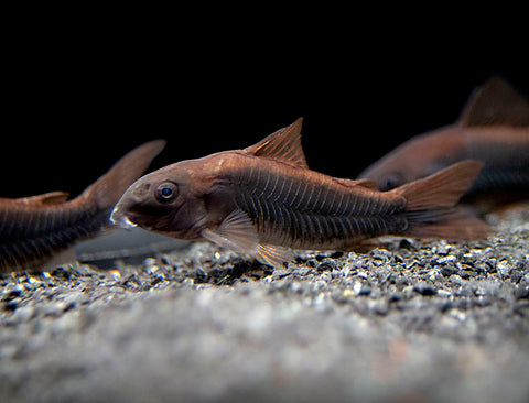 Red Neon Blue Eye Rainbowfish (Pseudomugil luminatus), Tank-Bred