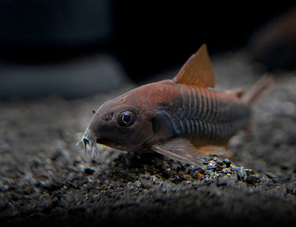 Black Venezuela Cory Catfish (Corydoras schultzei), Tank-Bred