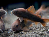Black Venezuela Cory Catfish (Corydoras schultzei), Tank-Bred