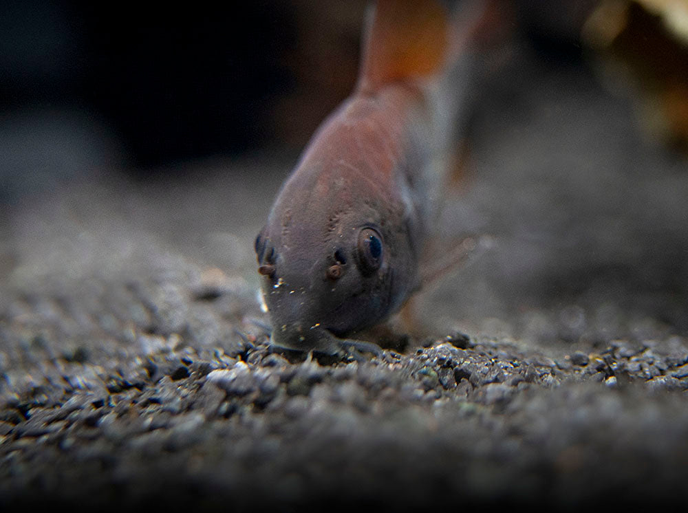 Black Venezuela Cory Catfish (Corydoras schultzei), Tank-Bred